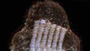 조선불상 머리 속서 고려시대 사경 발견