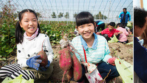 유과 만들고 상품권 받고… “아빠, 농촌으로 놀러가요”