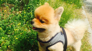 반려견 하루 한 번 산책 Yes! 땡볕 산책 No!