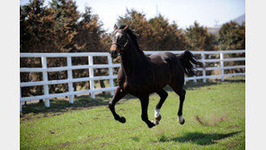 명마를 찾는다면, 가장 먼저 ‘지세’를 체크