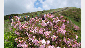 소백산 철쭉제 장관