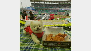 일년에 단 하루, 반려견과 야구관람…SK와이번스 ‘도그데이’ 개최