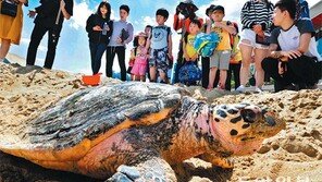 백사장에 외출한 바다거북