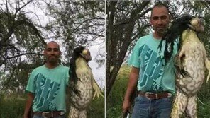 성인 남성 키에 버금가는 ‘황소 개구리’…이게 진짜라고?