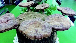 [스마트 컨슈머]판로 걱정없는 영지버섯 재배 주목 