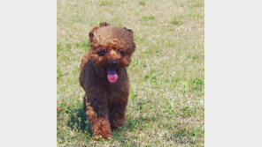 반려인의 펫티켓 “개똥에 양심까지 버리진 마세요”