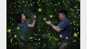 켄싱턴 제주, 반딧불이체험 등 액티비티 프로그램 진행