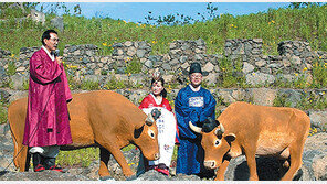 ‘서산 한우’ 제주 한우에 장가 갔다