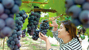 탐스럽게 익은 거봉포도