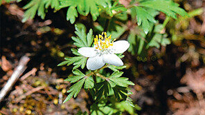 한라산에만 사는 ‘세바람꽃’ 소백산서 발견