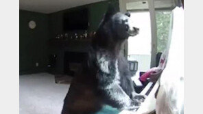 “바그너 작품처럼 들려”…가정집 침입해 피아노 치는 곰