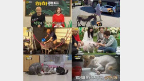 MBC판 동물농장 ‘하하랜드’에 하하가 없는 이유는?