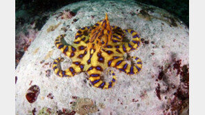 복어毒 1000배 ‘파란고리문어’, 거제 연안서 발견…“맨손으로 잡으면 안돼”