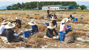 동서대 농촌봉사활동