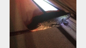 공항 활주로에 뛰어든 몸길이 3.3m 악어, 항공기 날개에 부딪혀…