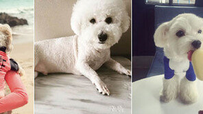 아이스크림 쪽쪽 반려견 “개더위 몰라용∼”