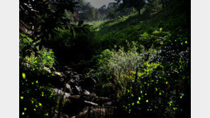 [엄마·아빠 어디가] 2017 화담숲 반딧불이 축제