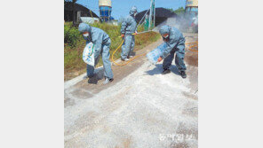 AI 차단 방역작업 구슬땀