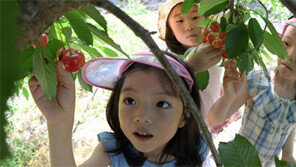 “체리 따먹기 아까워요”