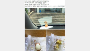 바나나 열린 대구 얼마나 덥길래…역대 ‘대프리카’ 사진들 모아보니