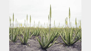 [헬스동아]미국-멕시코-중국… ‘최상의 알로에 재배지’서 직접 농장 운영
