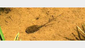 증평군서 ‘살아 있는 화석생물’ 발견