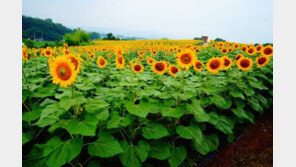 [제5회 한국축제&여행박람회]태양의 꽃, 해바라기 150만 송이의 찬란한 향연 