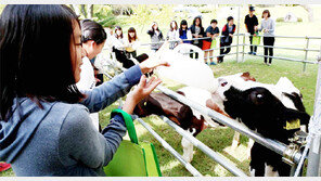 남은 우유로 치즈-요구르트 만들어… 1년만에 年매출 7억
