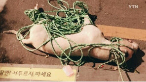 시민 공격한 맹견 도고아르젠티노·프레사 까나리오…개 주인 책임은? 