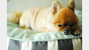 나이 들면 반려동물도 서럽다?