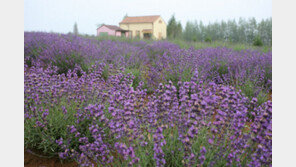 [엄마·아빠 어디가] 고성 라벤더 축제