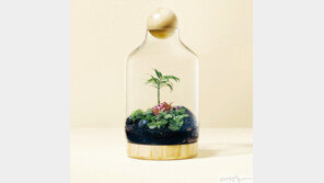 작은 병, 커다란 정원 Terrarium