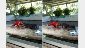 악어 입에 머리 넣는 묘기 선보이던 사육사, 순식간에 물려…