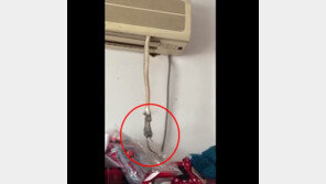 에어컨에 숨어있던 뱀, 생쥐 잡아 먹어 ‘충격’ (영상)