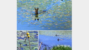 [Feeling]고라니의 ‘여름 식사’