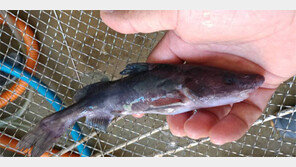 수라상 오르던 ‘宗魚’ 40년만에 출현