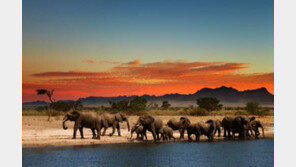 [여행, 나를 찾아서]눈앞에 펼쳐지는 동물의 왕국, 아! 아프리카 