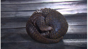 ‘멸종위기’ 천산갑 비늘, 말레이 공항서 400kg 적발…고기는 정력제로 ‘인기’