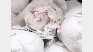 장미인애, 이번엔 ‘곽정은’ 언급?…“말 가려 하라”