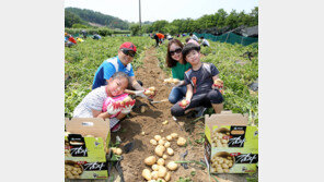 신나는 감자캐기