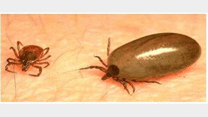 “살인진드기 조심하세요!” 경북서 야생진드기에 물려 SFTS 4명 확진…2명 사망