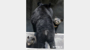 “엄마, 무서워요” 서울대공원서 태어난 아기 반달가슴곰 첫 공개