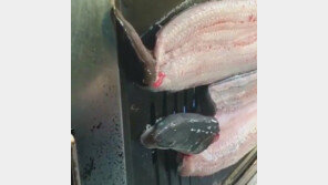 설리, SNS ‘장어 동영상’ 논란에…“너네 먹지마 메롱”