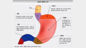 [신문과 놀자!/알콩달콩 우리 몸 이야기]음식을 먹은 후, 위에는 어떤 일이 일어날까