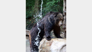 [청계천 옆 사진관]너희는 어떻게 여름을 보내니…에버랜드 동물들의 특별한 여름나기