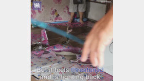 [영상] 가정집 천장에 숨은 4m 길이 비단뱀…영화 아닌 현실