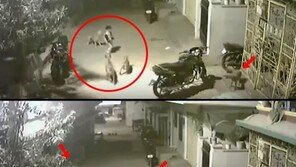 [영상]“덤빌테면 덤벼봐!” ‘여친’앞에서 들개 4마리 물리친 5세 꼬마