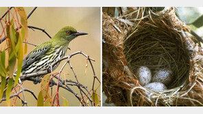 “둥그런 알… 길쭉한 알… 새 몸통따라 알 모양 달라진다”