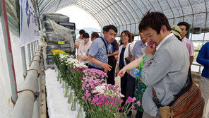 충남 ‘수출용 국화세트’ 국산화 이뤘다
