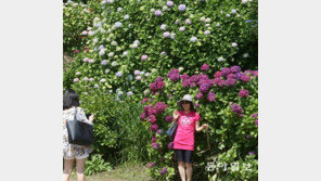 태종사 경내에 수국 활짝